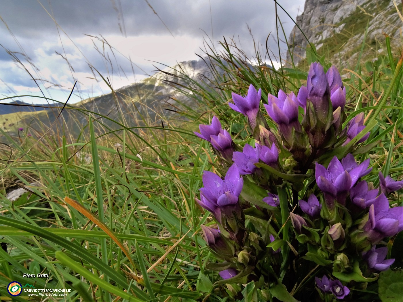 06 Gentianella rhaetica (Genzianella retica) da Cima Grem con vista in Cima Foppazzi.JPG